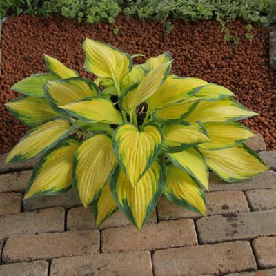 hosta-orange-marmelade