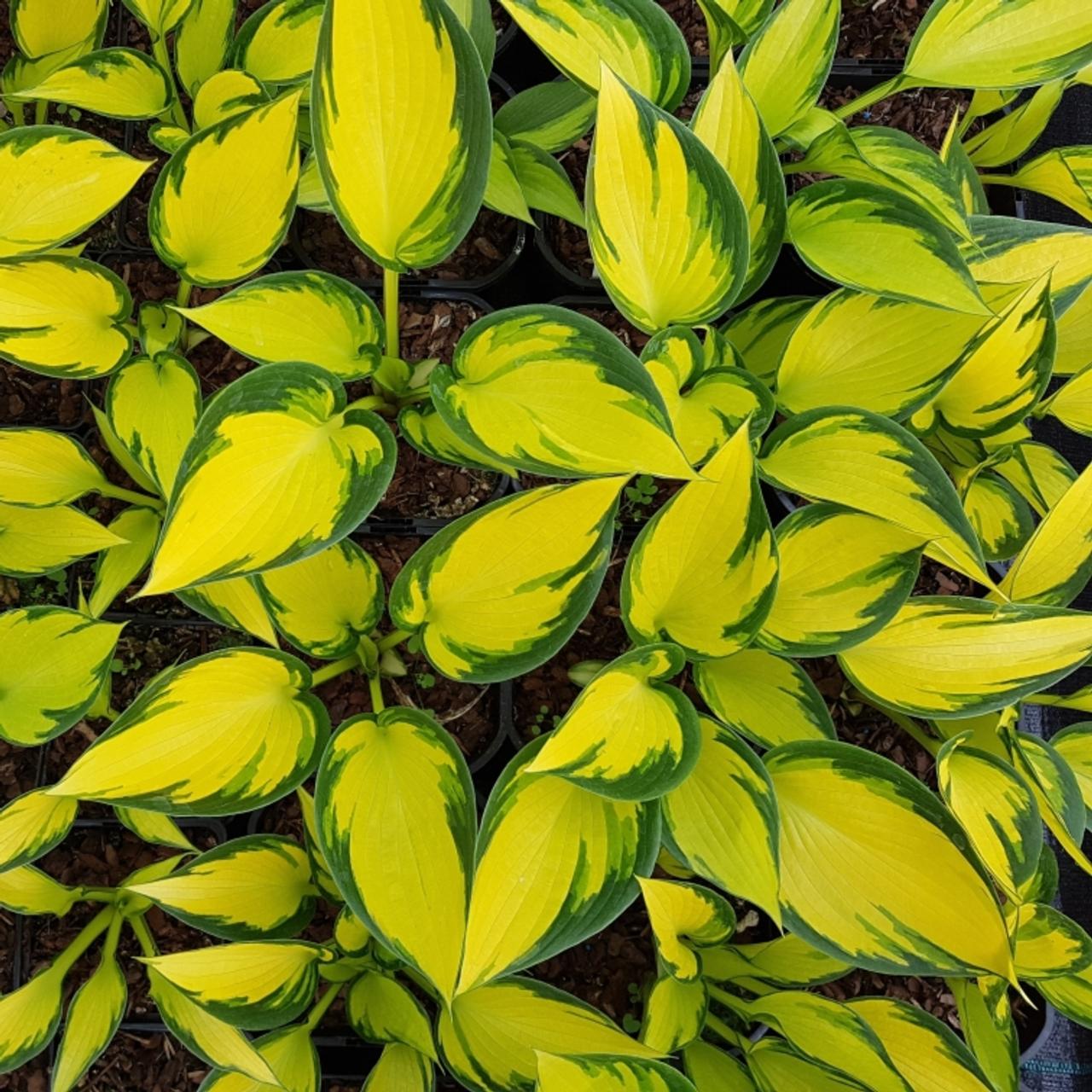 Hosta 'Orange Star' plant