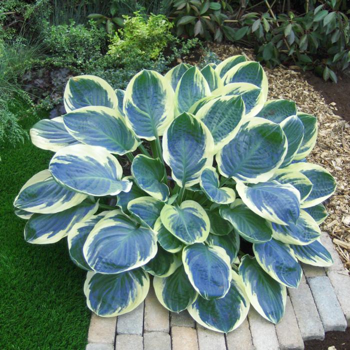 Hosta 'Orion's Belt' plant