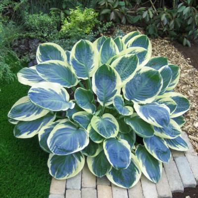 hosta-orions-belt