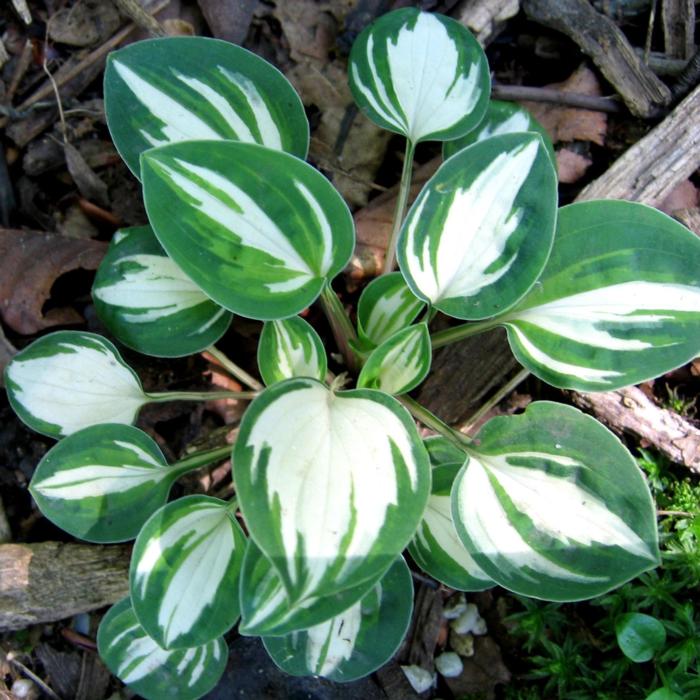 Hosta 'Pandora's Box' plant