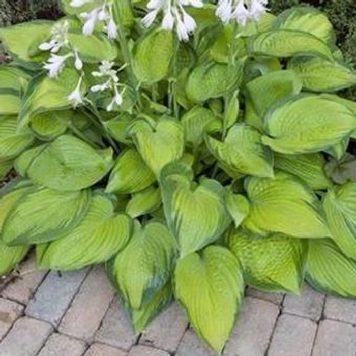 Hosta 'Paradigm' plant