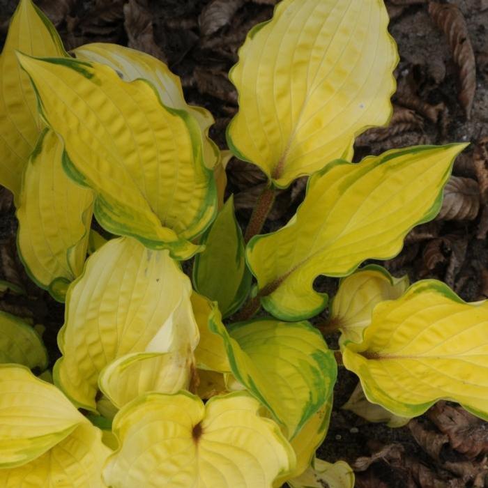 Hosta 'Paradise Island' plant