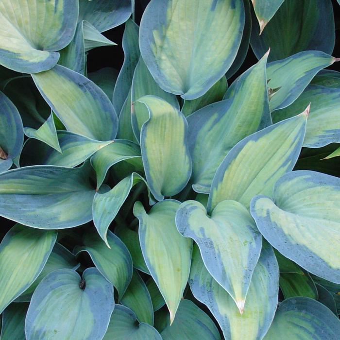 Hosta 'Paradise Joyce' plant