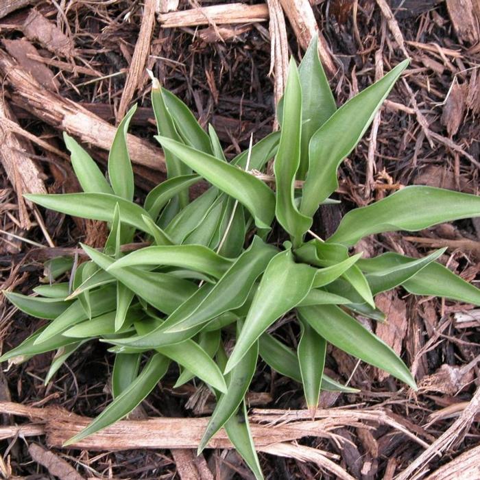 Hosta 'Paradise Puppet' plant