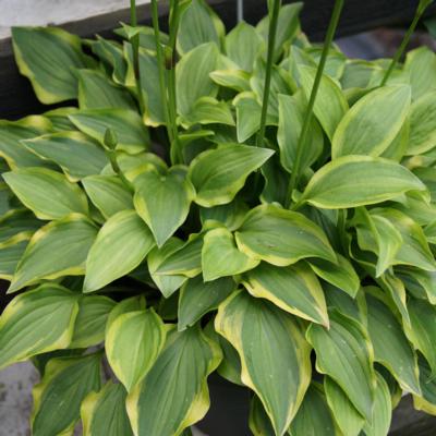 hosta-paradise-sunset