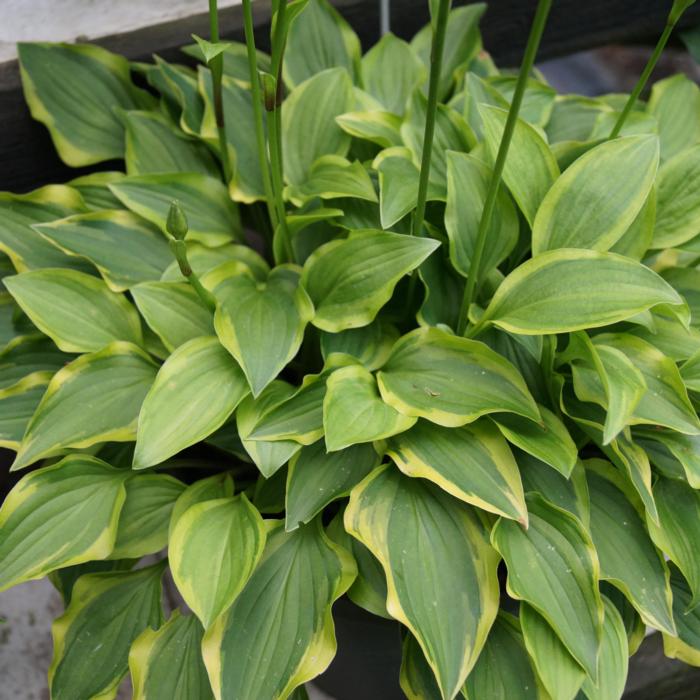 Hosta 'Paradise Sunset' plant