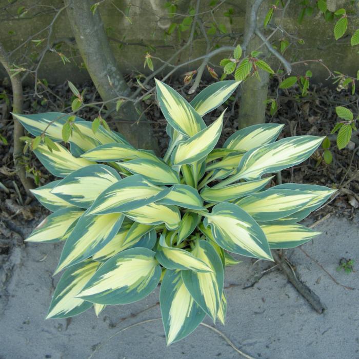 Hosta 'Party Popper' plant