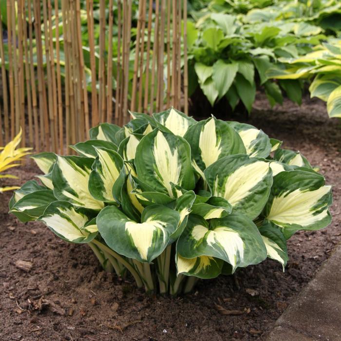 Hosta 'Pathfinder' plant