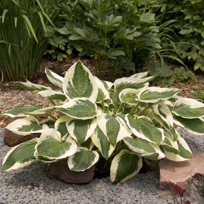 Hosta 'Patriot' plant