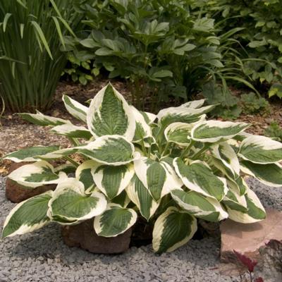 hosta-patriot