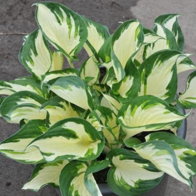 hosta-paul-revere