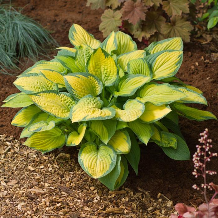 Hosta 'Paul's Glory' plant