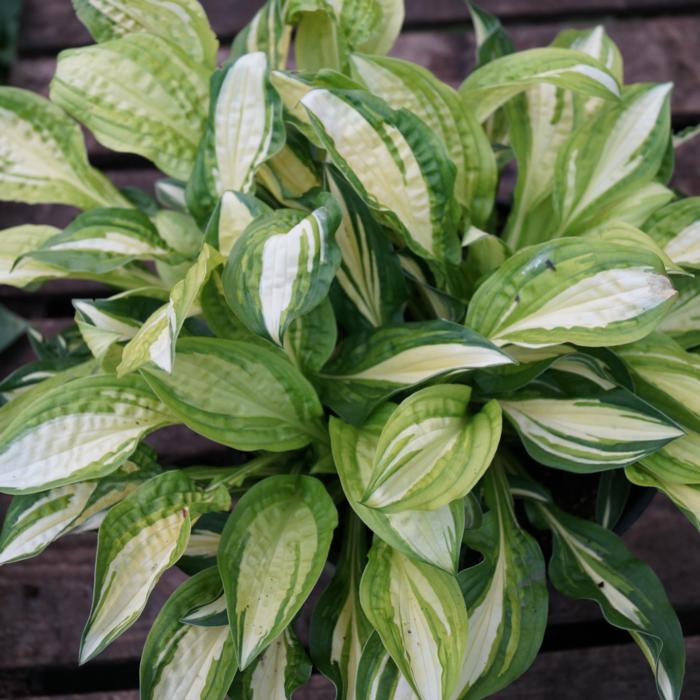 Hosta 'Peanut' plant