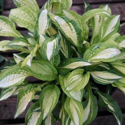 hosta-peanut