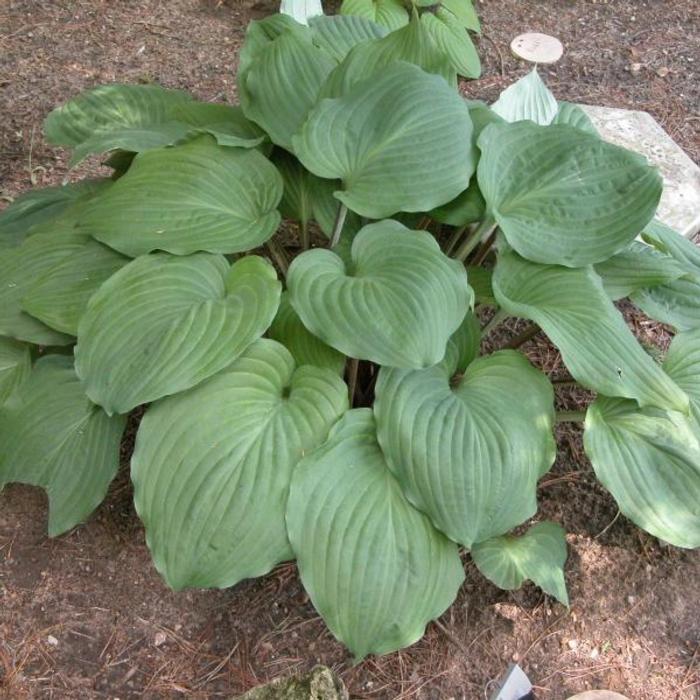 Hosta 'Phantom' plant