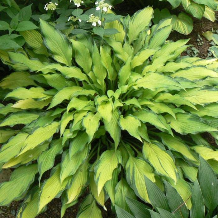 Hosta 'Pineapple Upsidedown Cake' plant