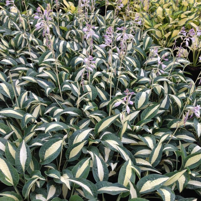 Hosta 'Pin-Up' plant