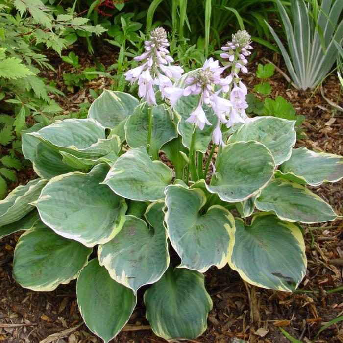 Hosta 'Pizzazz' plant