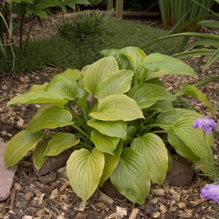 Hosta plantaginea 'Grandiflora' plant