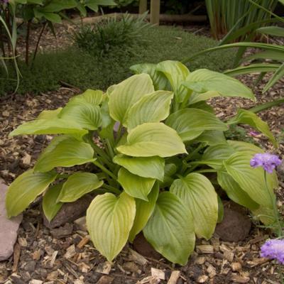 hosta-plantaginea-grandiflora