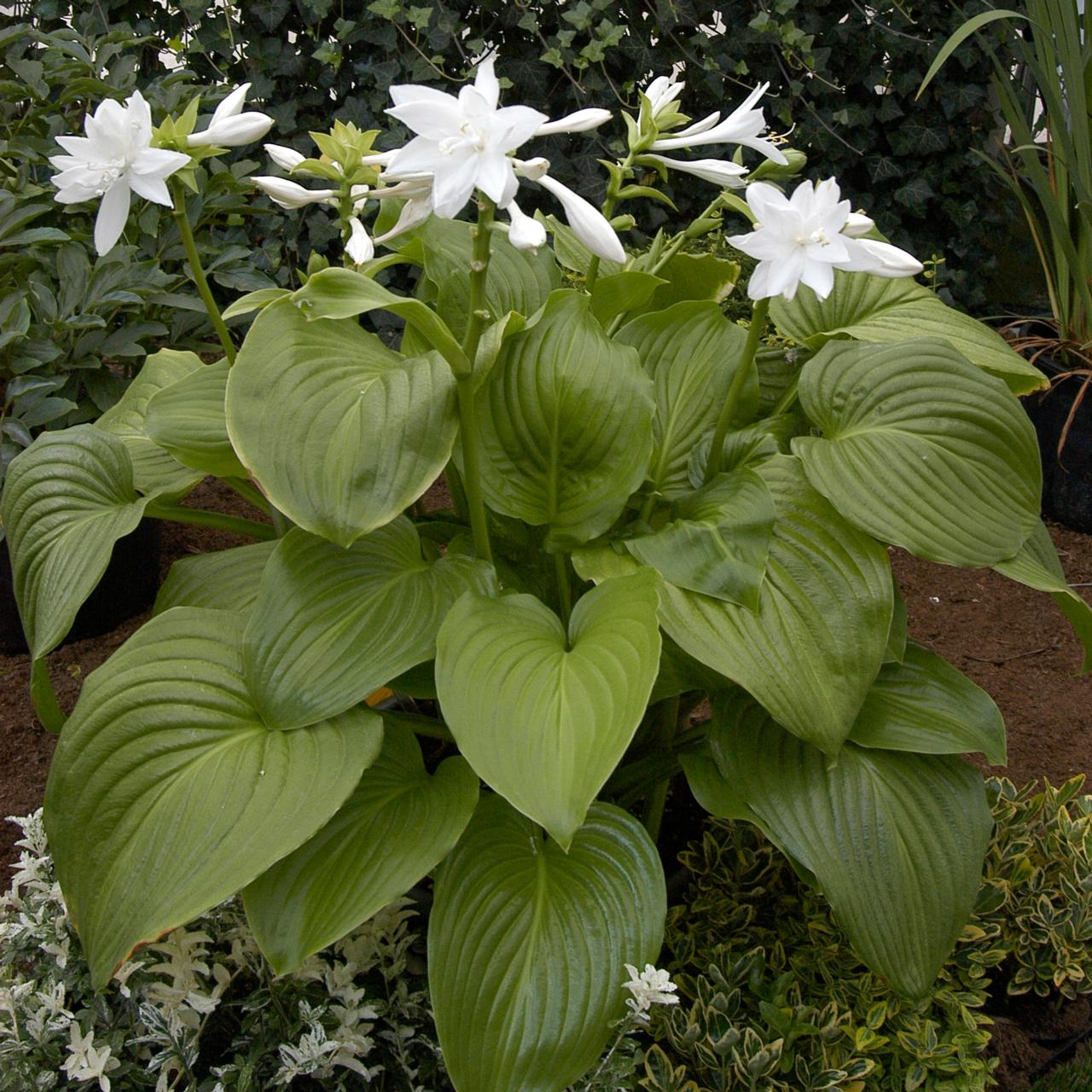 Hosta plantaginea 'Venus' plant