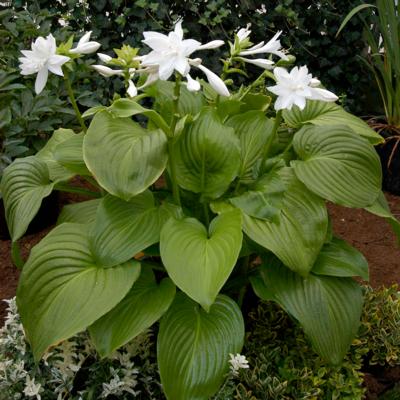 hosta-plantaginea-venus