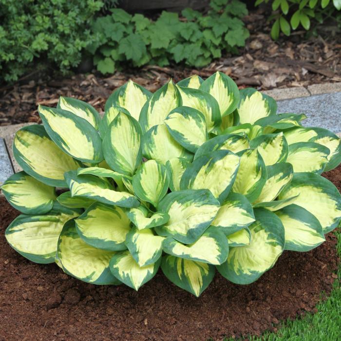 Hosta 'Popcorn' plant