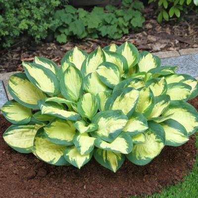 hosta-popcorn