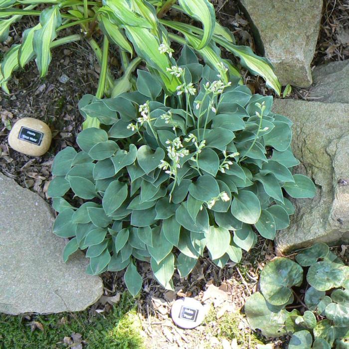 Hosta 'Popo' plant