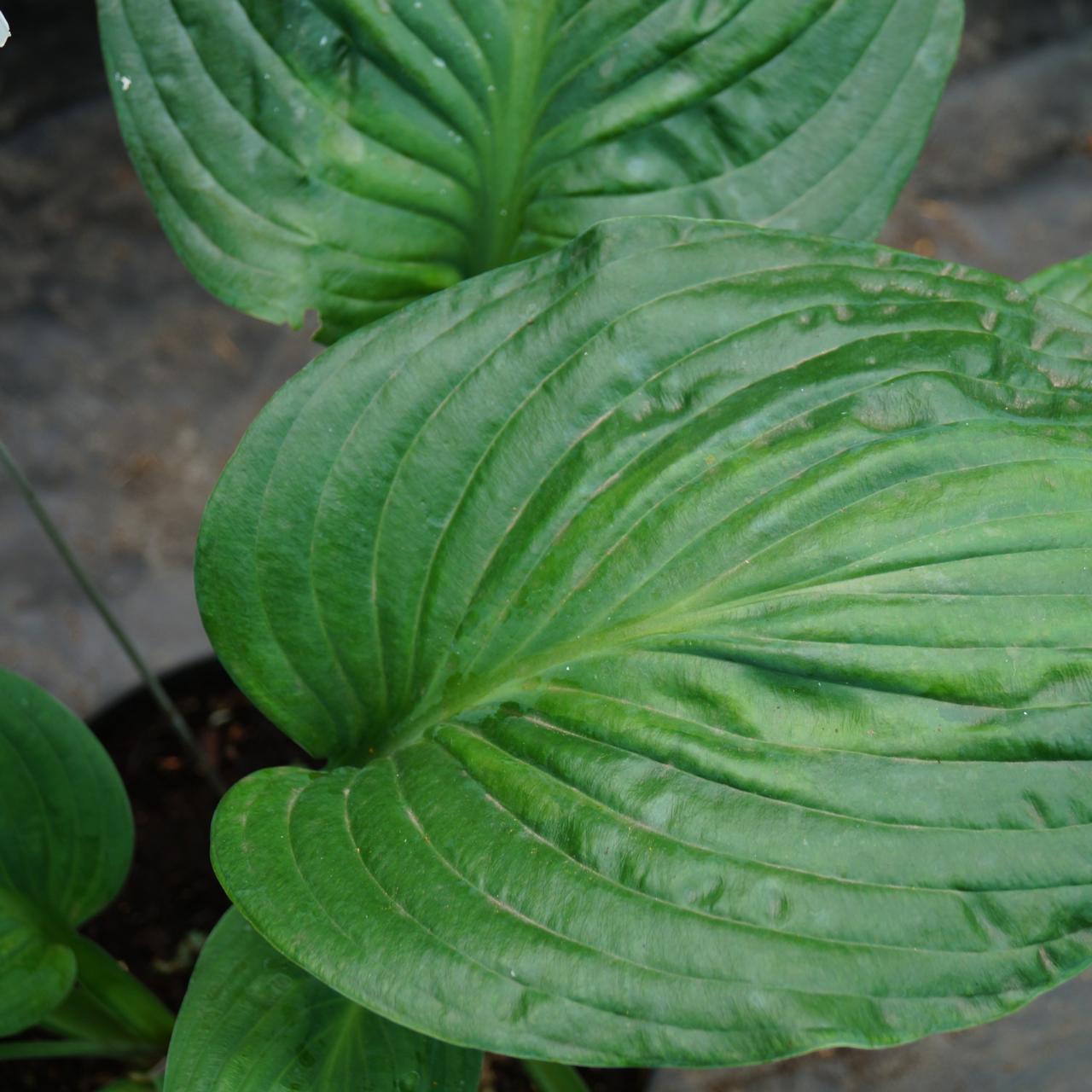 Hosta 'Potomac Glory' plant