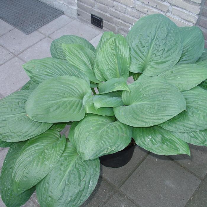 Hosta 'Potomac Pride' plant