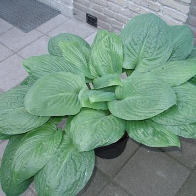 hosta-potomac-pride