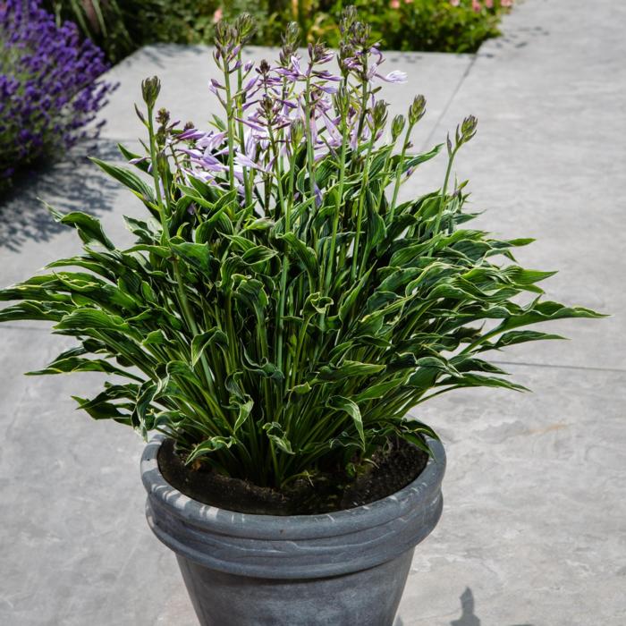 Hosta 'Praying Hands' plant