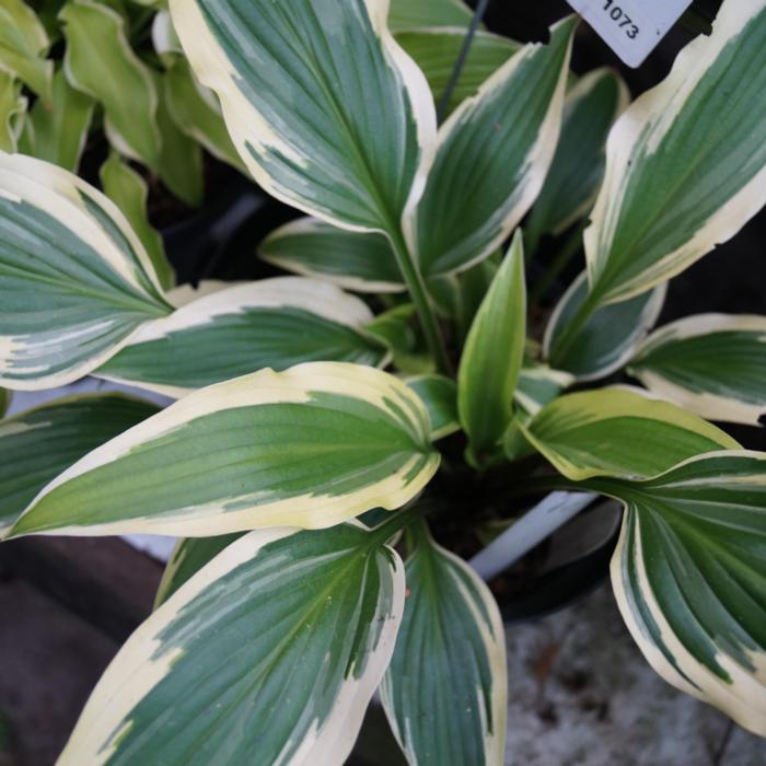 Hosta 'Proud Sentry' plant