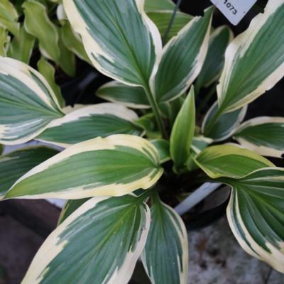 hosta-proud-sentry