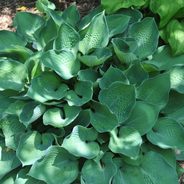 Hosta 'Punky' plant