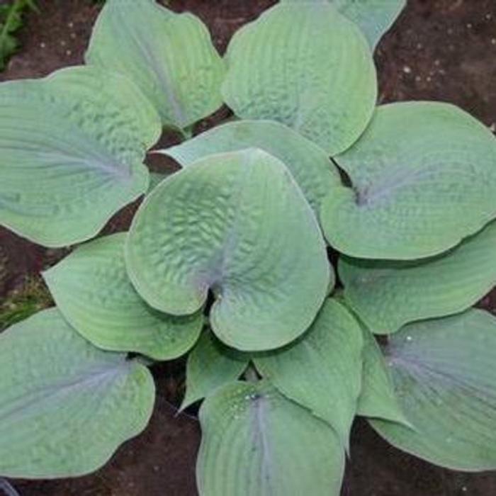 Hosta 'Purple Haze' plant