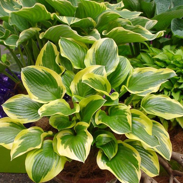 Hosta 'Queen Josephine' plant