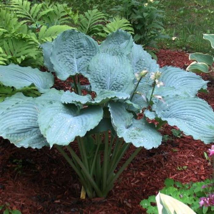 Hosta 'Queen of the Seas' plant