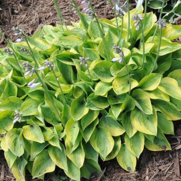 Hosta 'Radiant Edger' plant