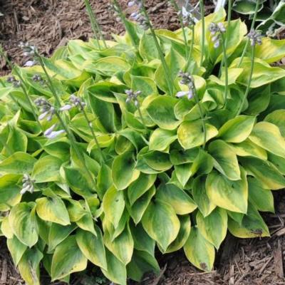 hosta-radiant-edger