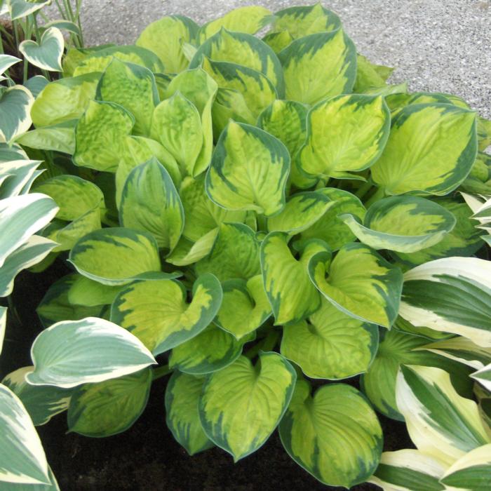 Hosta 'Rainforest Sunrise' plant