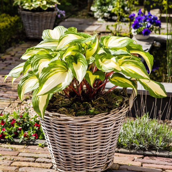 Hosta 'Raspberry Sundae' plant