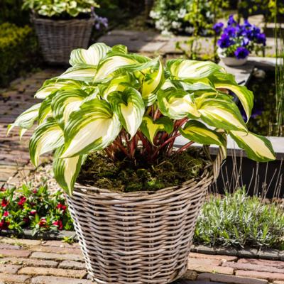 hosta-raspberry-sundae