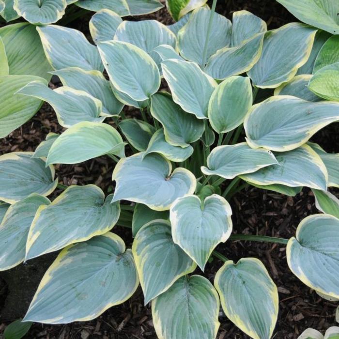 Hosta 'Rebel Heart' plant