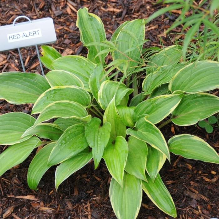 Hosta 'Red Alert' plant