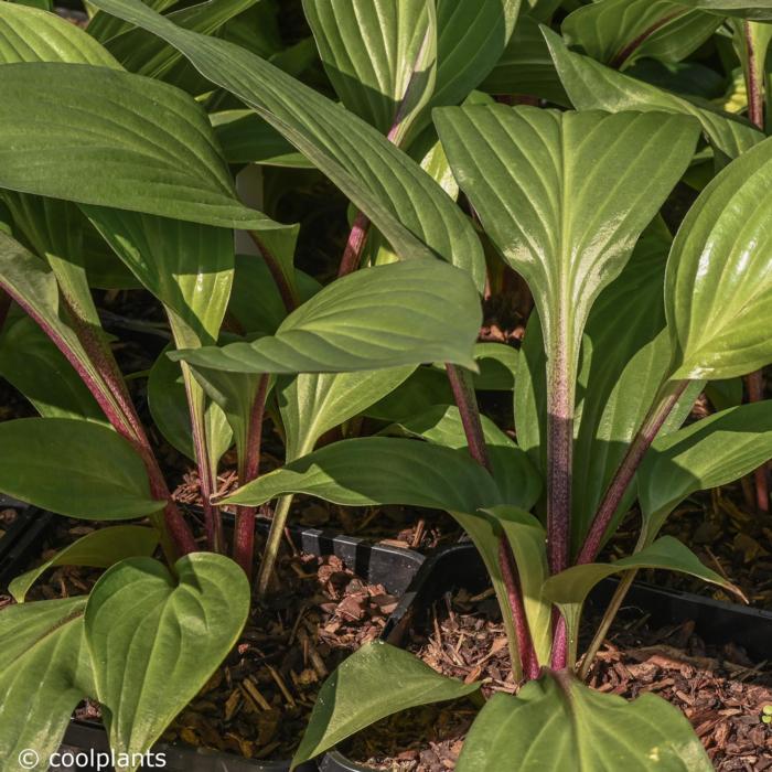 Hosta 'Red Ninja' plant