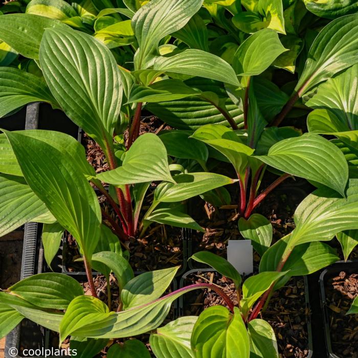 Hosta 'Red Ninja' plant