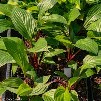 hosta-red-ninja